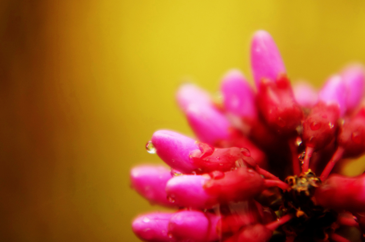 小草说,春雨是仙女撒下的花瓣;蝴蝶说,春雨是天