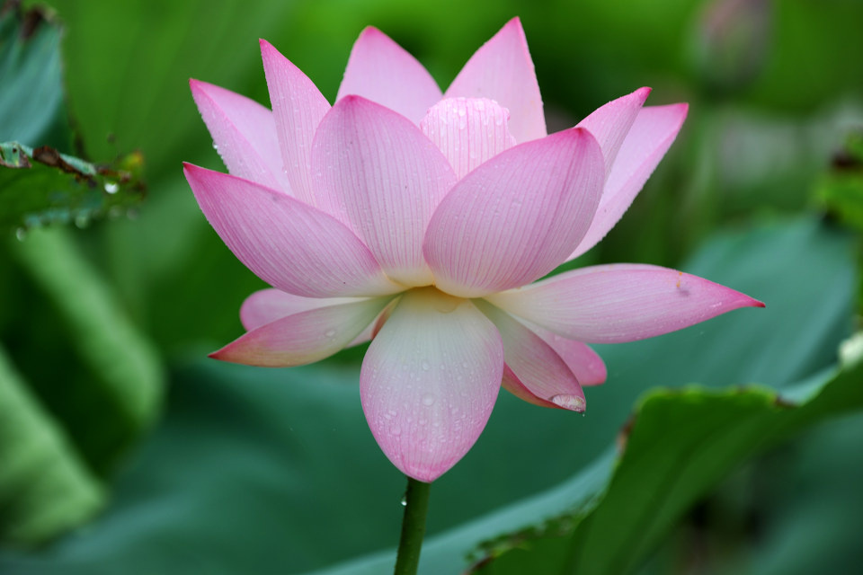 《西江月》中描写作者雨中喜悦心情的诗句- 西