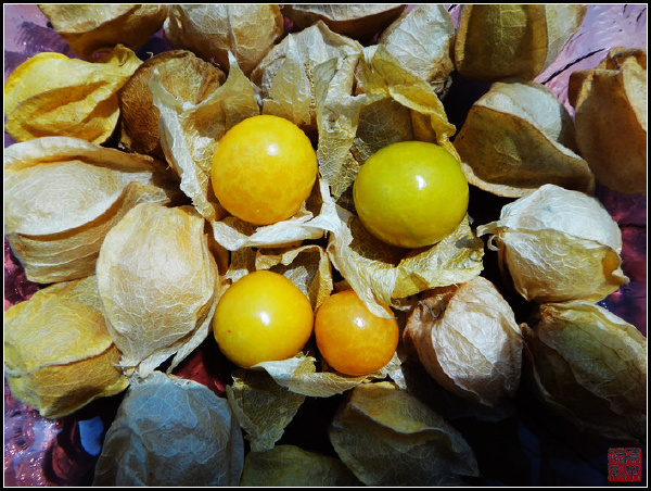 香姑娘水果能否多吃-香姑娘水果孕妇可以吃吗