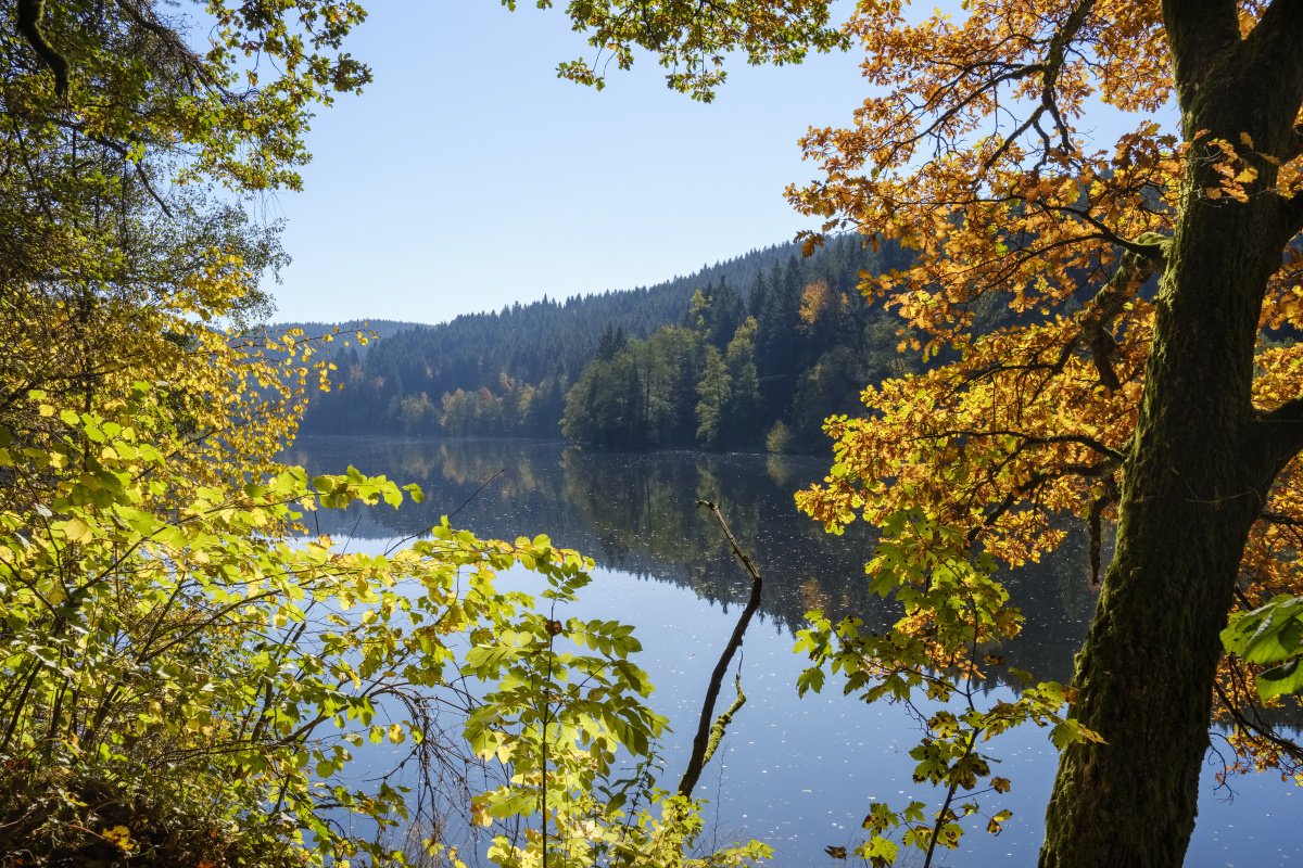 牛头梗一组 - 上海, 佳能, 宠物, 狗, 牛, 梗, 牛头,