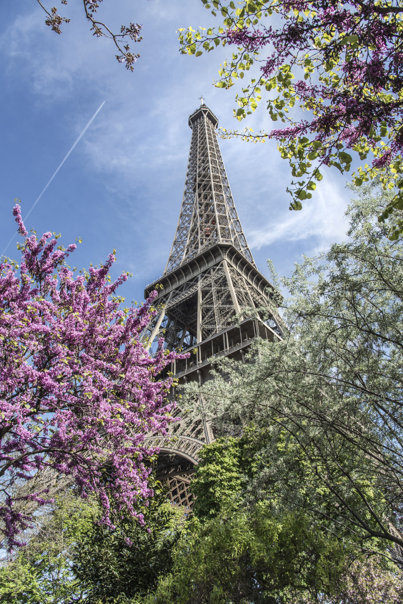 忠犬八公--秋田犬 - 上海, 佳能, 狗, 宠物 - 榛果宠