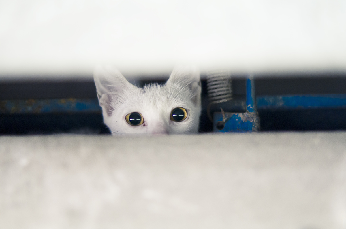 民国躲起来的表情包