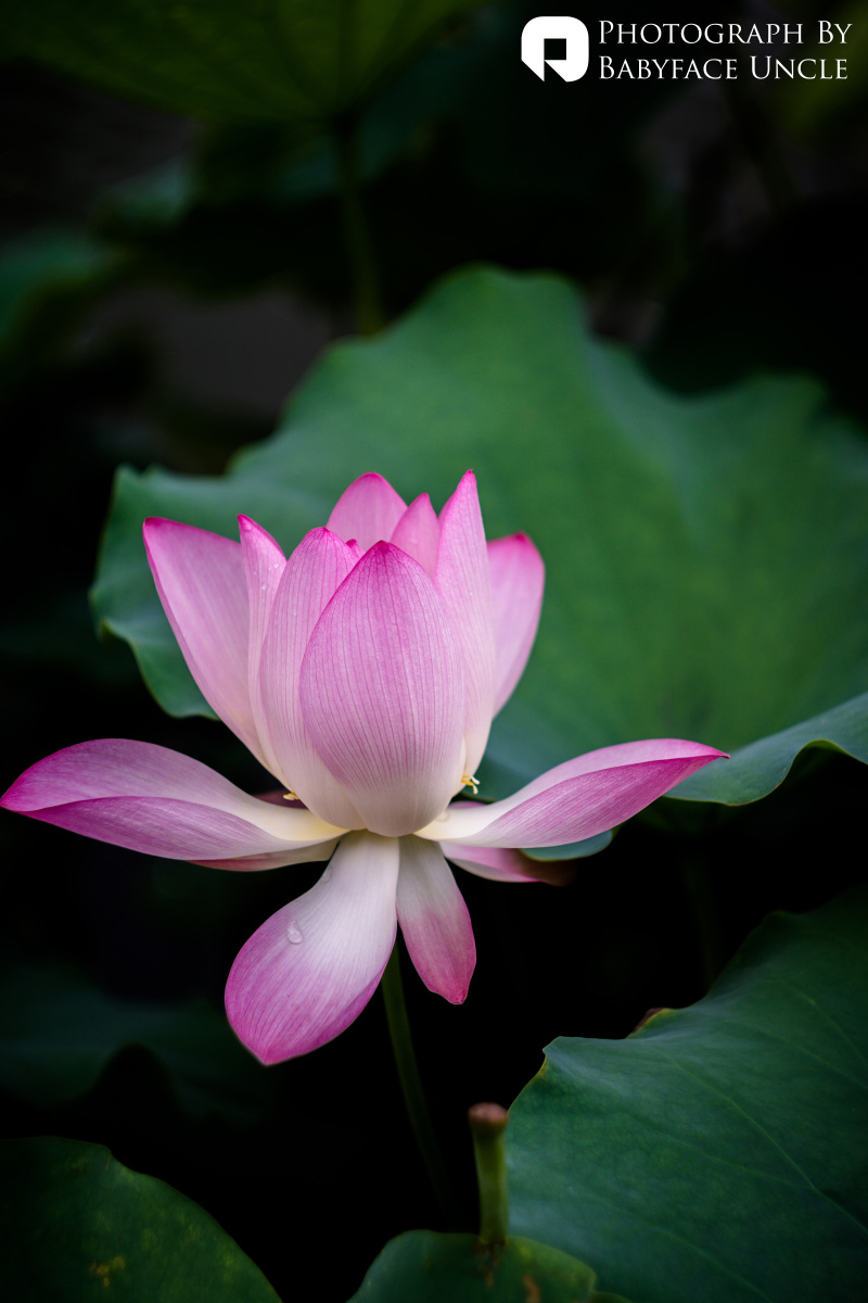 夏 · 荷 - a6000, 索尼, 植物, 色彩, 小品, 厦门,
