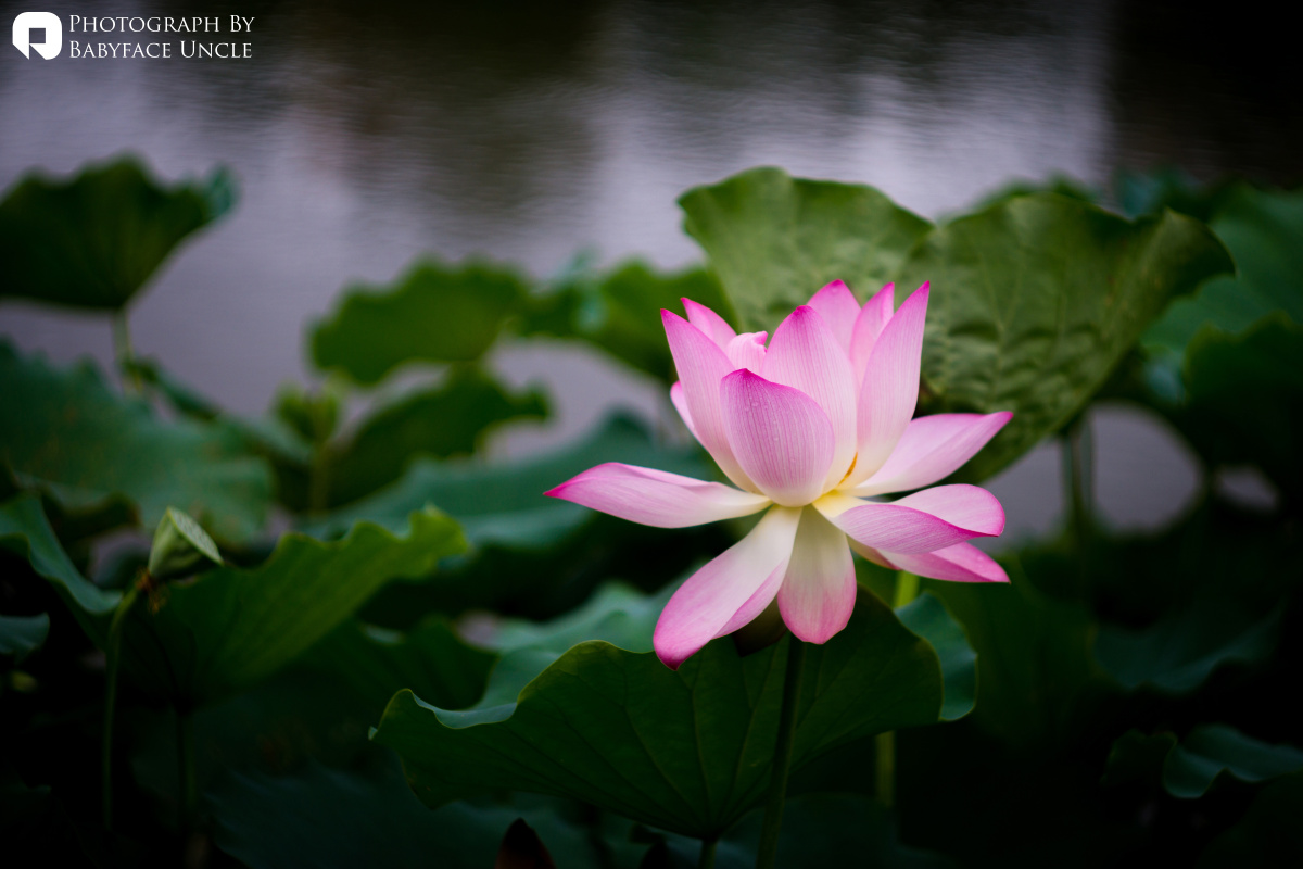 夏 · 荷 - a6000, 索尼, 植物, 色彩, 小品, 厦门,