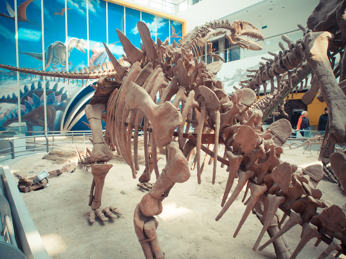 地质大学博物馆的恐龙化石 - 自然, 静物, 奥林巴