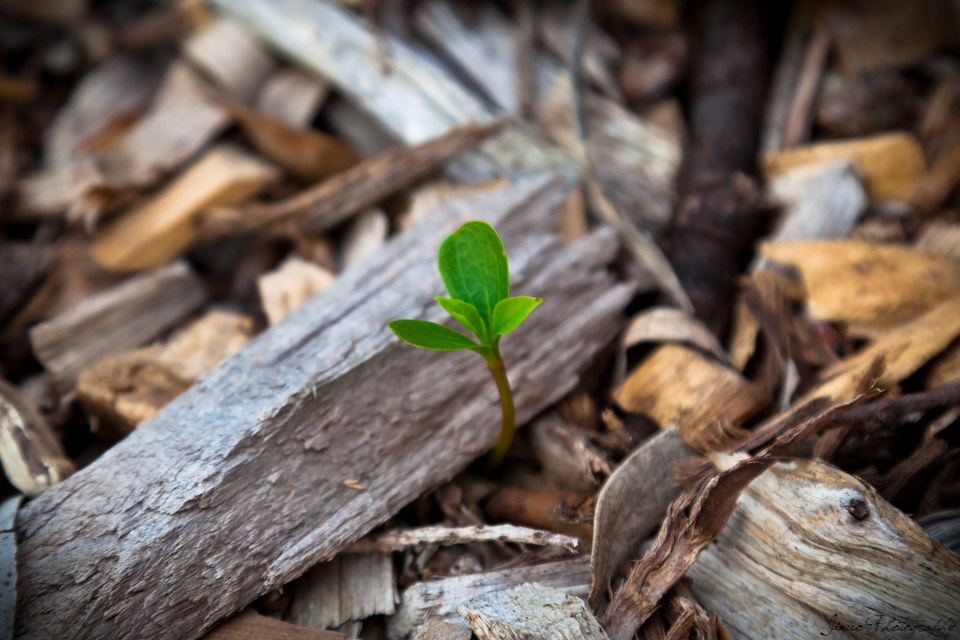 夹缝中生存 - luckysevens - 图虫摄影网