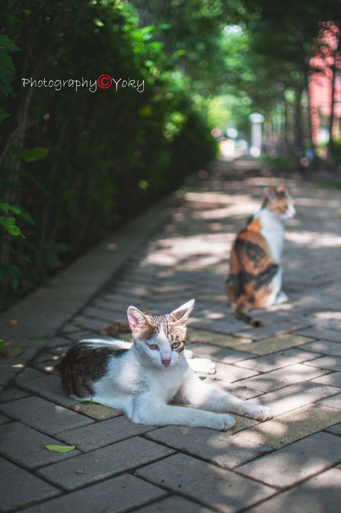 午后闲暇