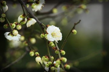 疏影横斜水清浅,暗香浮动月黄昏 - 自由露西亚