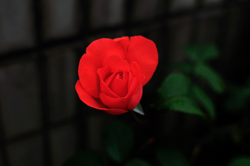 月季正红+-+月季正红