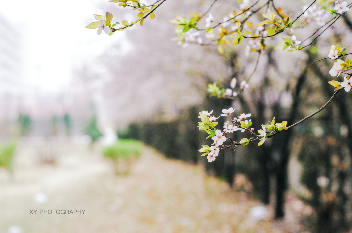 忽如一夜春风来+-+色彩