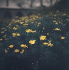 黄菊