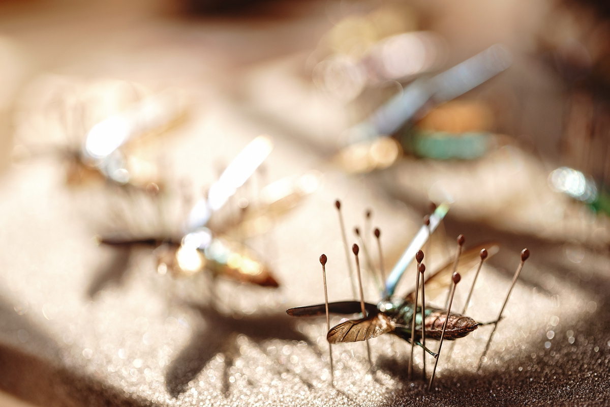 几个月来自制的鞘翅目昆虫标本