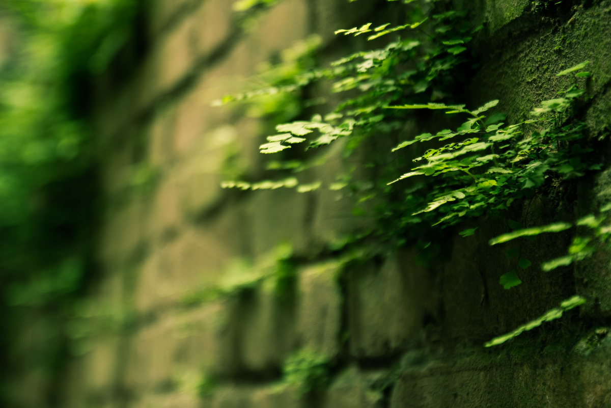 一花一草一世界 - 花卉, 小清新, 广州, 自然 - 爱