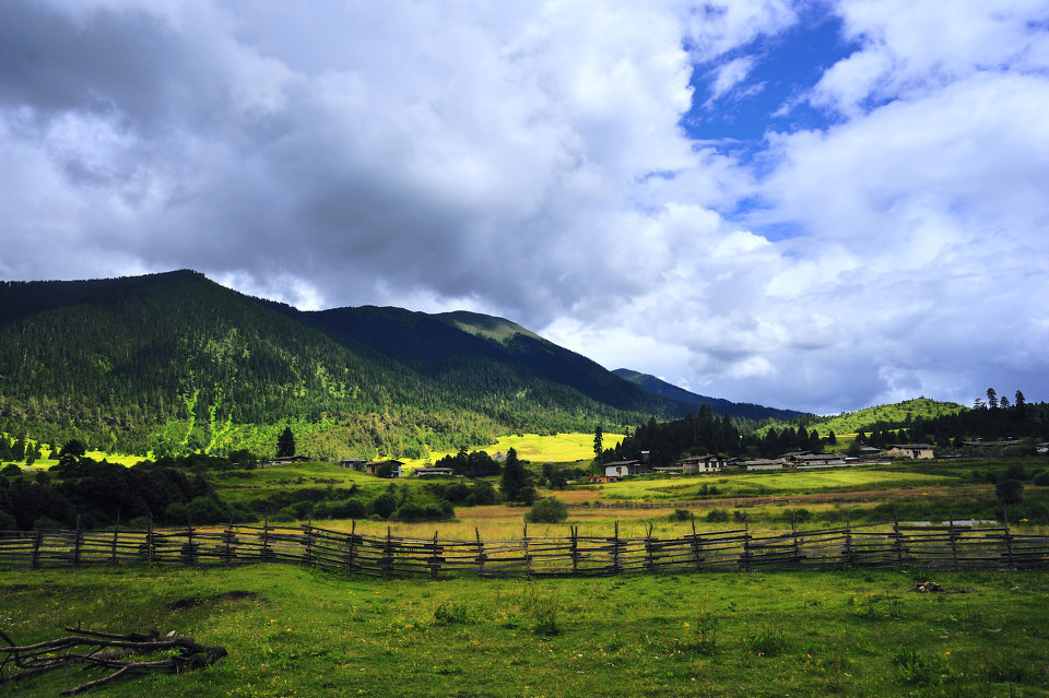 川藏线上,格桑花开 - 西藏, 然乌, 林芝, 格桑花 -