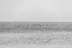 _MG_0011_达里湖的鸟