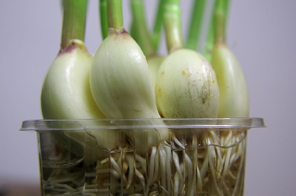 蒜苗撒欢一样地勃勃成长 - 塞德里克