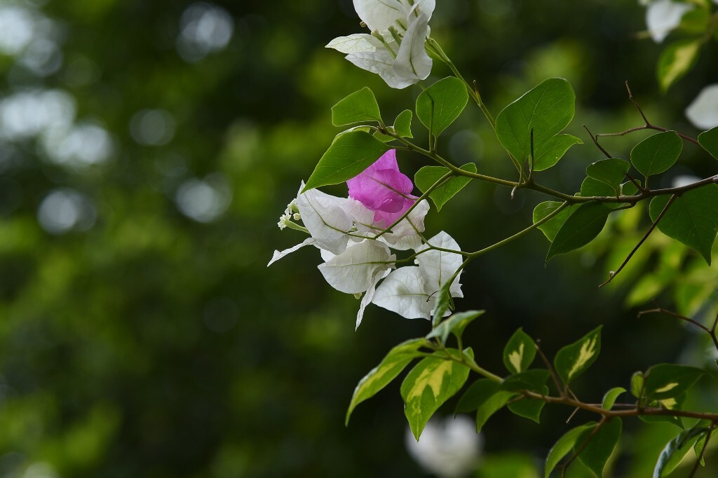 D750+24-120新设置尝试,原片直出 - 生态, 自然