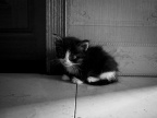 R0011520
