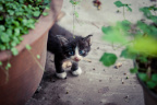 #猫猫#