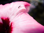#花草#