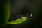 _DSC9173