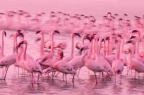Flamingo Naivasha