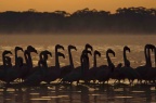 Flamingo Naivasha