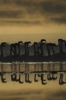 Flamingo Naivasha