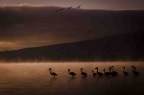 Flamingo Naivasha