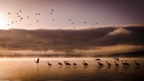 Flamingo Naivasha