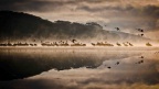 Flamingo Naivasha