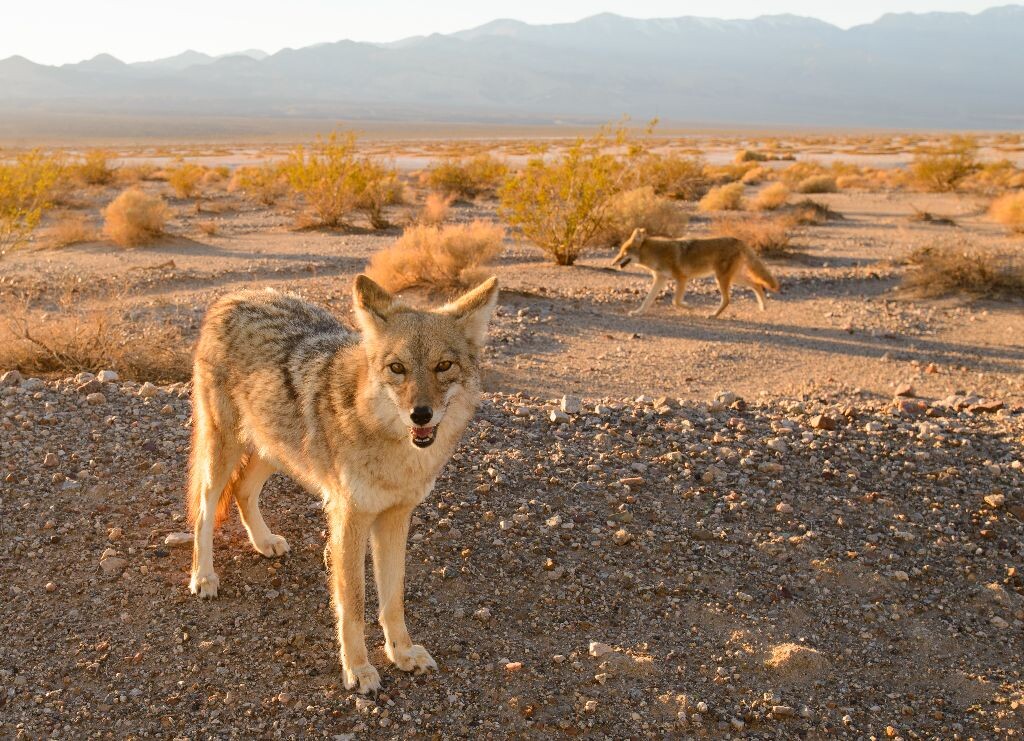 死亡谷的丛林狼 (coyote)