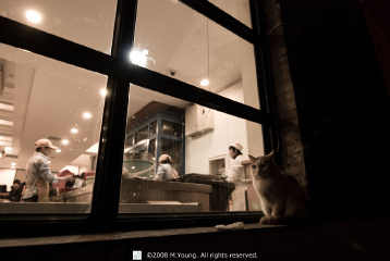 Cat at Campus