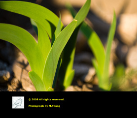 Grass