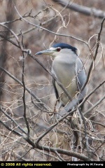 DSC_7445c.JPG