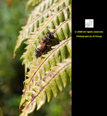 DSC_6667_c.jpg