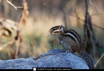 DSC_7975_c.jpg