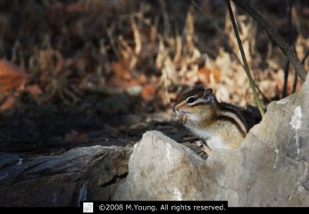 DSC_7984_c.jpg