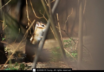 DSC_7987_c.jpg