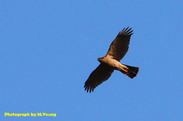 DSC_5172c.jpg