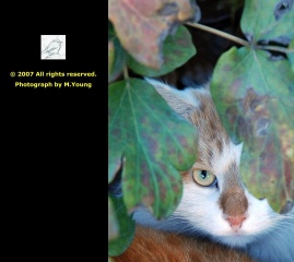 DSC_0838c.jpg