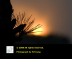 DSC_8532c.jpg