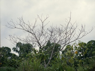 Batch Pict00101