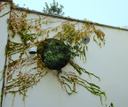 植物
