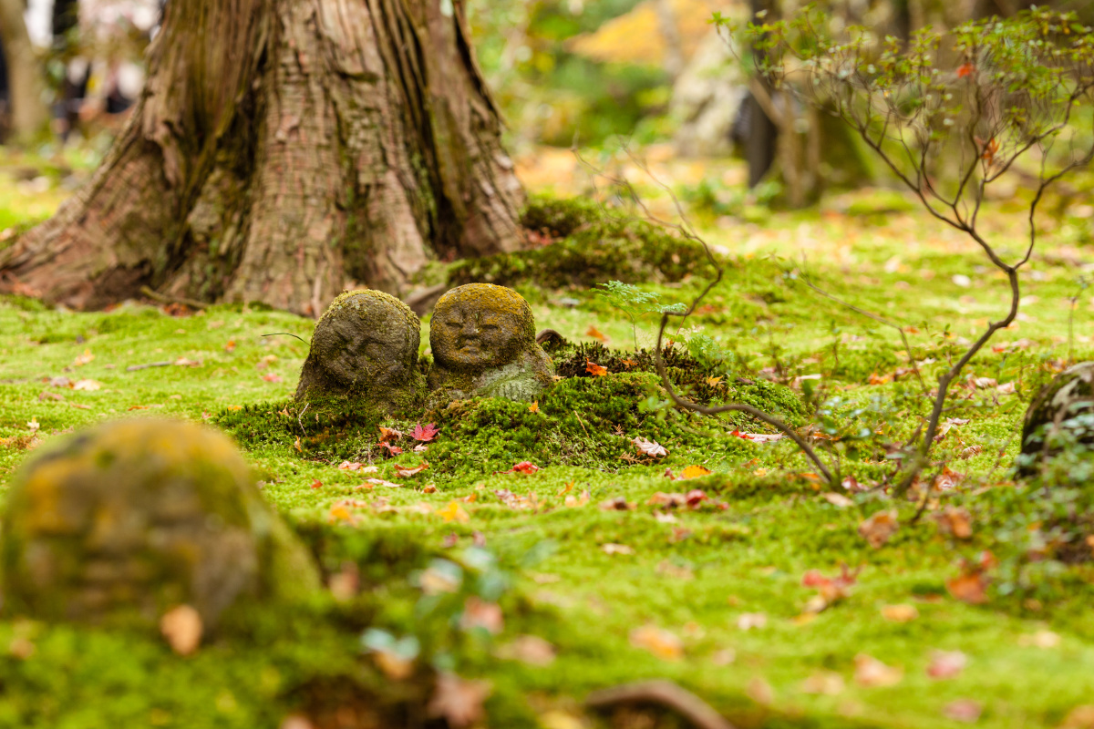 大原三千院 - 日本, 京都, 枫 - tierra - 图虫摄影网