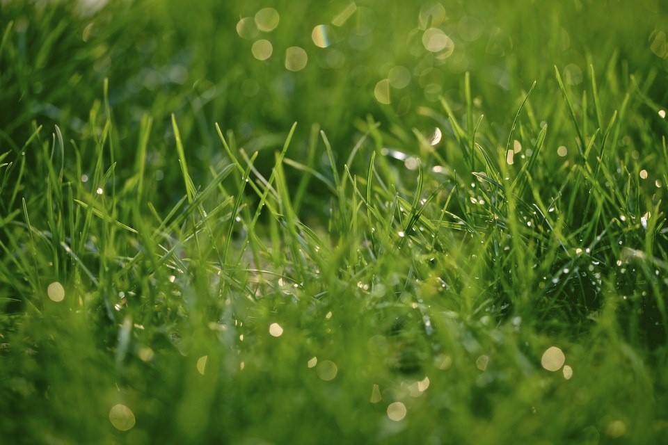 一片草地+-+雨后+-+aronho