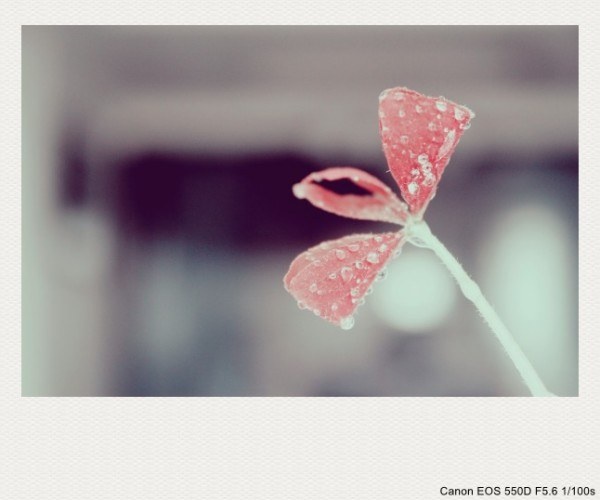 幸而生,生生不息。 - 炮灰小姐 - 图虫摄影网