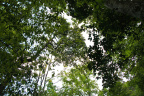 林间