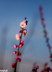 2012_03_12_IMG_1819-14
