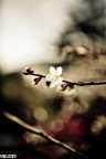 2012_03_12_IMG_1769-1
